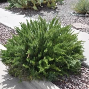 ARP Rosemary Live Plants – Set of 4 Starters – 2-5” Tall – Culinary Herb - Image 5