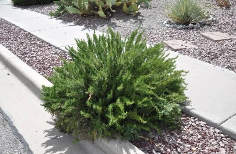 ARP Rosemary Live Plants – Set of 4 Starters – 2-5” Tall – Culinary Herb - Image 5