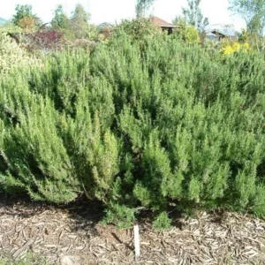 ARP Rosemary Live Plants – Set of 4 Starters – 2-5” Tall – Culinary Herb - Image 6