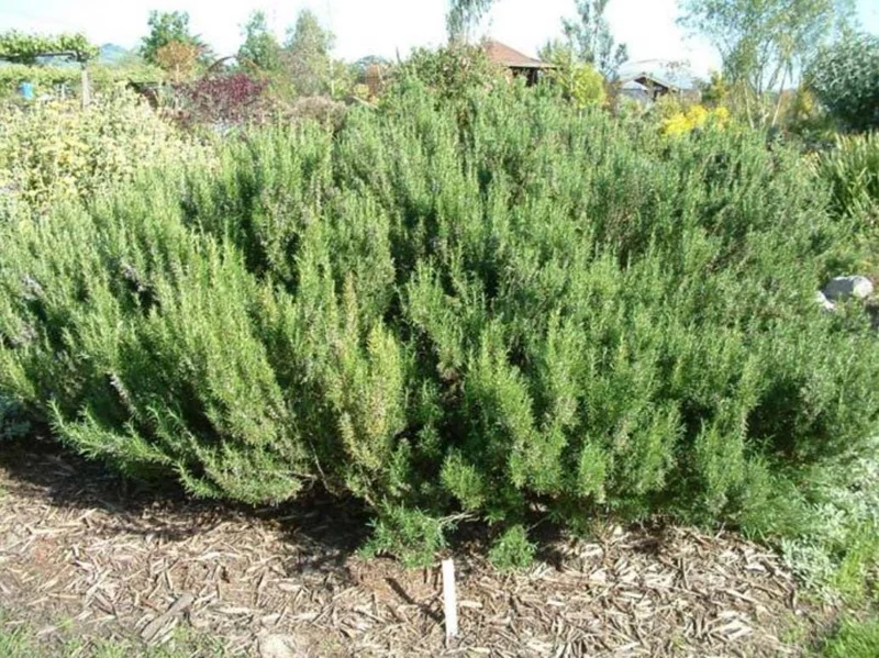 ARP Rosemary Live Plants – Set of 4 Starters – 2-5” Tall – Culinary Herb - Image 6