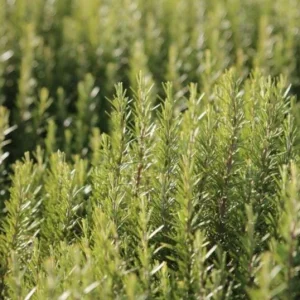 ARP Rosemary Live Plants – Set of 4 Starters – 2-5” Tall – Culinary Herb - Image 7