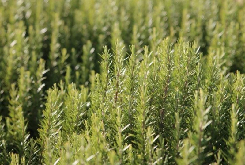 ARP Rosemary Live Plants – Set of 4 Starters – 2-5” Tall – Culinary Herb - Image 7