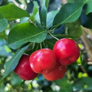 Barbados Cherry Tree Live Plant - Acerola Cherry Starter 4-6