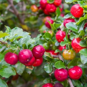 Barbados Cherry Tree Live Plant - Acerola Cherry Starter 4-6