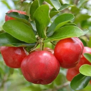 Barbados Cherry Tree Live Plant - Acerola Cherry Starter 4-6