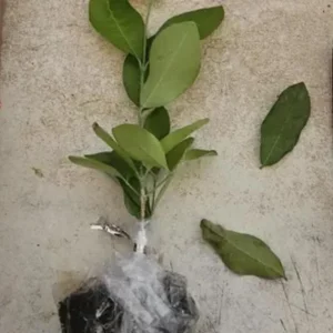 Barbados Cherry Tree Live Plant - Acerola Cherry Starter 4-6