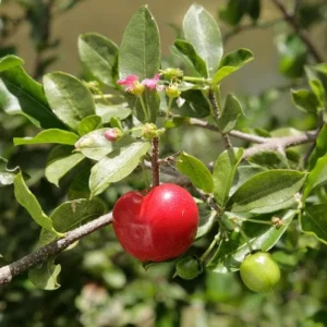 Barbados Cherry Tree Live Plant - Acerola Cherry Starter 4-6