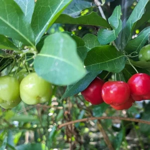 Barbados Cherry Tree Live Plant - Acerola Cherry Starter 4-6