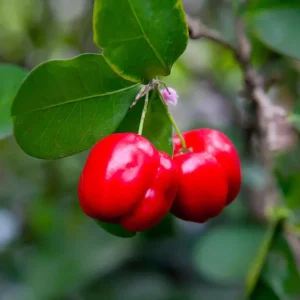 Barbados Cherry Tree Live Plant - Acerola Cherry Starter 4-6