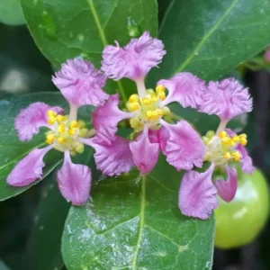 Barbados Cherry Tree Live Plant - Acerola Cherry Starter 4-6