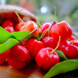Barbados Cherry Tree Live Plant - Acerola Cherry Starter 4-6