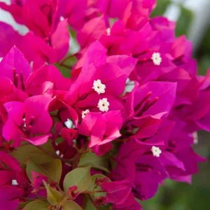 Barbara Karst Bougainvillea Live Plant – Set of 2 Tropical Vines – 4-6