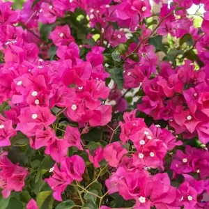Barbara Karst Bougainvillea Live Plant – Set of 2 Tropical Vines – 4-6