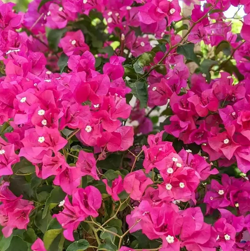 Barbara Karst Bougainvillea Live Plant – Set of 2 Tropical Vines – 4-6" Tall – Outdoor Shrub - Image 3