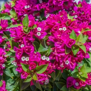 Barbara Karst Bougainvillea Live Plant – Set of 2 Tropical Vines – 4-6