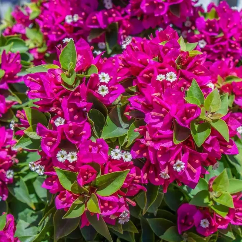 Barbara Karst Bougainvillea Live Plant – Set of 2 Tropical Vines – 4-6" Tall – Outdoor Shrub - Image 4