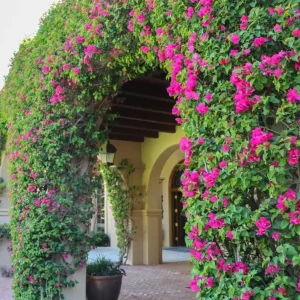 Barbara Karst Bougainvillea Live Plant – Set of 2 Tropical Vines – 4-6