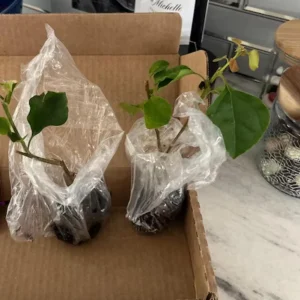 Barbara Karst Bougainvillea Live Plant – Set of 2 Tropical Vines – 4-6
