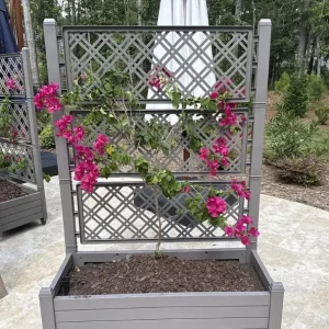 Barbara Karst Bougainvillea Live Plant – Set of 2 Tropical Vines – 4-6