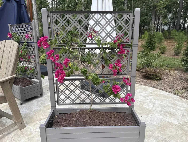 Barbara Karst Bougainvillea Live Plant – Set of 2 Tropical Vines – 4-6" Tall – Outdoor Shrub - Image 7