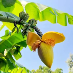 Basjoo Banana Live Plant – Cold Hardy Tree – 4-6 inch Starter Plant – Ornamental & Edible Potential - Image 10