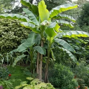Basjoo Banana Live Plant – Cold Hardy Tree – 4-6 inch Starter Plant – Ornamental & Edible Potential - Image 2
