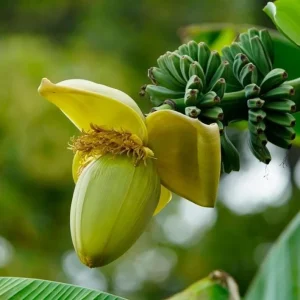 Basjoo Banana Live Plant – Cold Hardy Tree – 4-6 inch Starter Plant – Ornamental & Edible Potential - Image 3