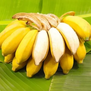 Basjoo Banana Live Plant – Cold Hardy Tree – 4-6 inch Starter Plant – Ornamental & Edible Potential - Image 4