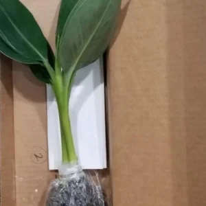 Basjoo Banana Live Plant – Cold Hardy Tree – 4-6 inch Starter Plant – Ornamental & Edible Potential - Image 6