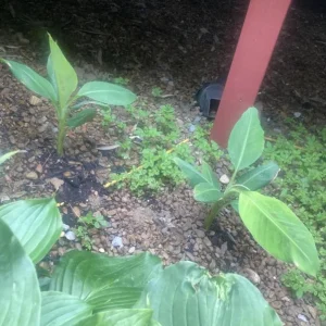 Basjoo Banana Live Plant – Cold Hardy Tree – 4-6 inch Starter Plant – Ornamental & Edible Potential - Image 7