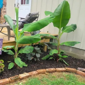 Basjoo Banana Live Plant – Cold Hardy Tree – 4-6 inch Starter Plant – Ornamental & Edible Potential - Image 8