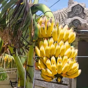 Basjoo Banana Live Plant – Cold Hardy Tree – 4-6 inch Starter Plant – Ornamental & Edible Potential - Image 1