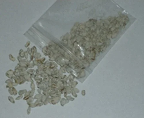 Black Morel Mushroom Spores/Spawn Mycelium on Dried Seeds - Grow Kit - Image 2