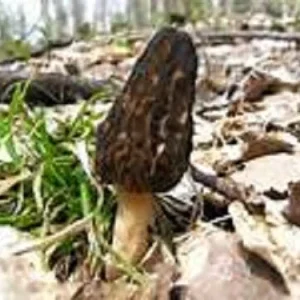 Black Morel Mushroom Spores/Spawn Mycelium on Dried Seeds - Grow Kit - Image 3