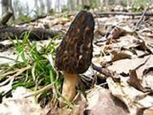 Black Morel Mushroom Spores/Spawn Mycelium on Dried Seeds - Grow Kit - Image 3