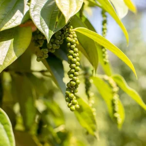 Black Pepper Live Plants - 2 Pack, 4-6