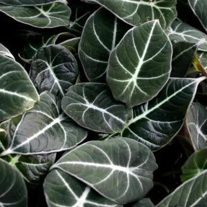 Black Velvet Alocasia Live Plant Set - 2 Alocasia Reginula 4-6