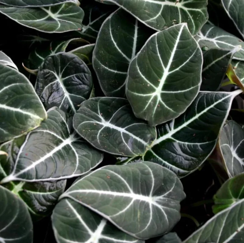 Black Velvet Alocasia Live Plant Set - 2 Alocasia Reginula 4-6" Tall Compact Indoor Houseplant - Image 10