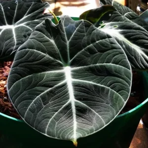Black Velvet Alocasia Live Plant Set - 2 Alocasia Reginula 4-6