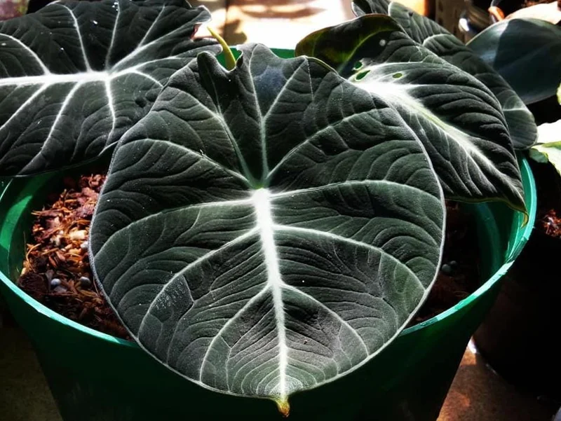 Black Velvet Alocasia Live Plant Set - 2 Alocasia Reginula 4-6" Tall Compact Indoor Houseplant - Image 2