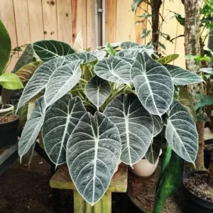 Black Velvet Alocasia Live Plant Set - 2 Alocasia Reginula 4-6