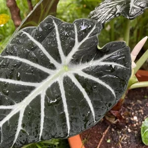 Black Velvet Alocasia Live Plant Set - 2 Alocasia Reginula 4-6