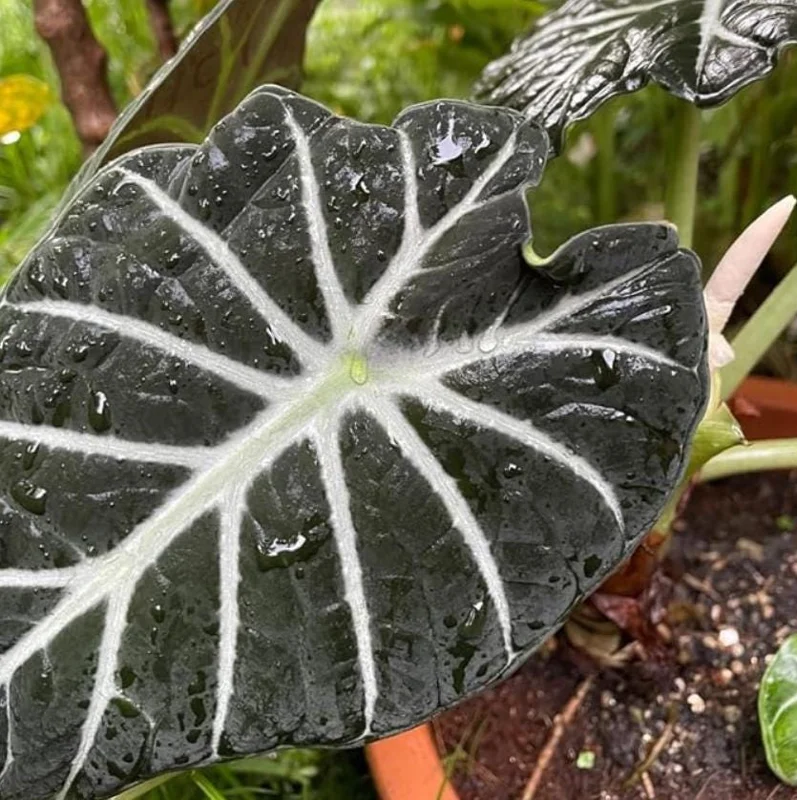 Black Velvet Alocasia Live Plant Set - 2 Alocasia Reginula 4-6" Tall Compact Indoor Houseplant - Image 3