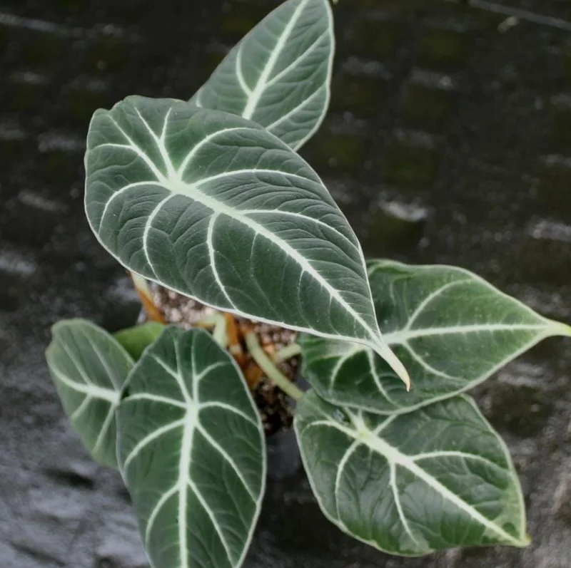 Black Velvet Alocasia Live Plant Set - 2 Alocasia Reginula 4-6" Tall Compact Indoor Houseplant - Image 4