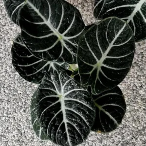 Black Velvet Alocasia Live Plant Set - 2 Alocasia Reginula 4-6