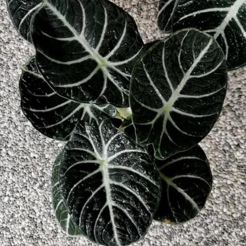 Black Velvet Alocasia Live Plant Set - 2 Alocasia Reginula 4-6" Tall Compact Indoor Houseplant - Image 5