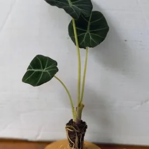 Black Velvet Alocasia Live Plant Set - 2 Alocasia Reginula 4-6