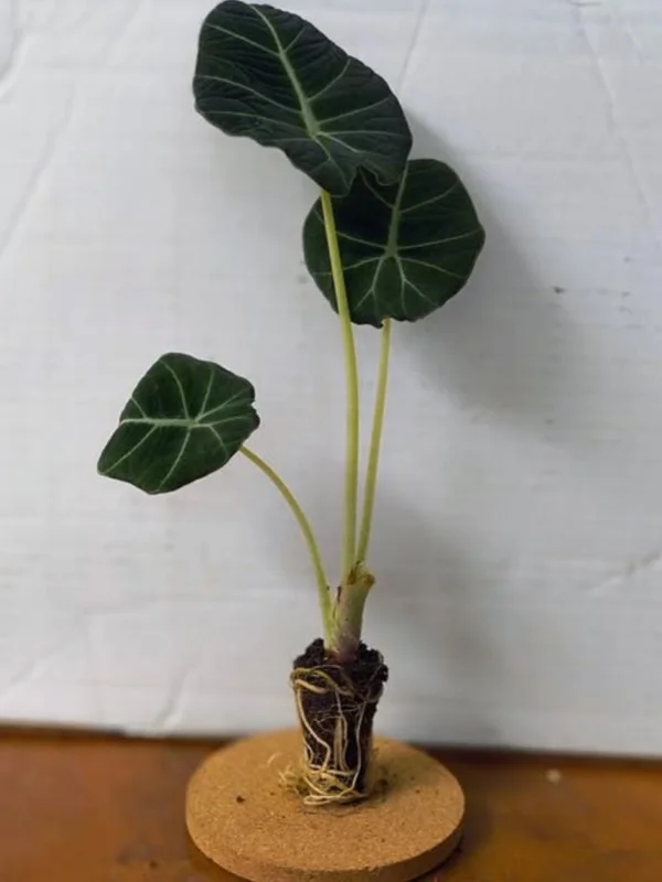 Black Velvet Alocasia Live Plant Set - 2 Alocasia Reginula 4-6" Tall Compact Indoor Houseplant - Image 6