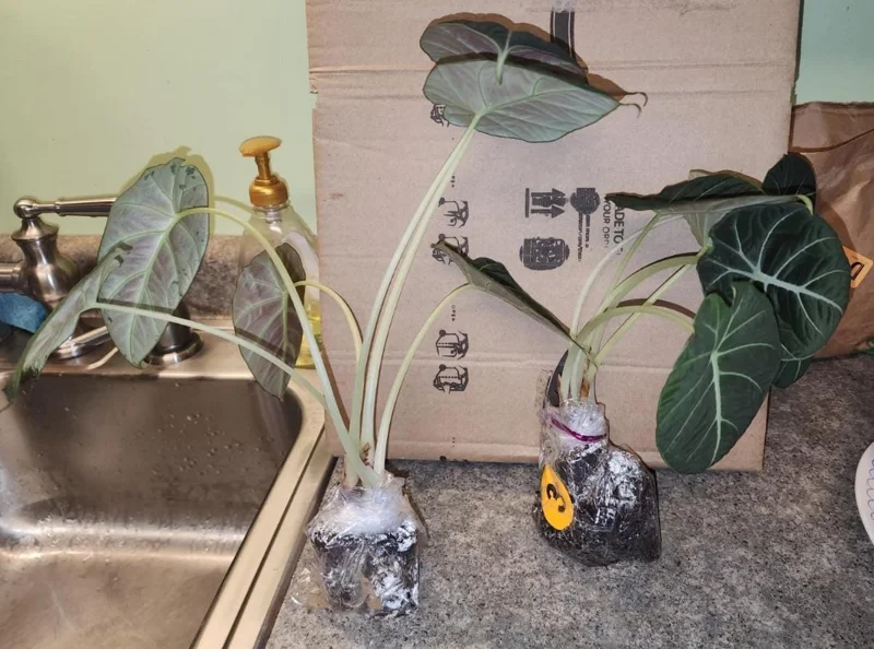 Black Velvet Alocasia Live Plant Set - 2 Alocasia Reginula 4-6" Tall Compact Indoor Houseplant - Image 7