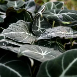 Black Velvet Alocasia Live Plant Set - 2 Alocasia Reginula 4-6